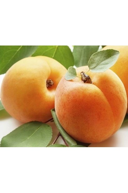 Абрикос Голд Річ ранній | Абрикос Голд Рич ранний | Prunus armeniaca Gold Rich